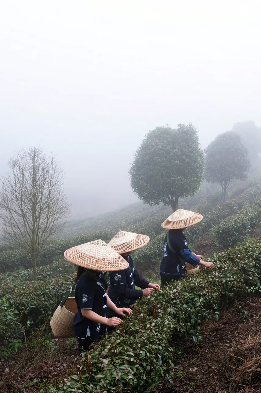 Cueilleuses de thé récoltant les jeunes pousses à la main dans une plantation de montagne.